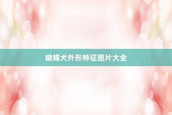 蝴蝶犬外形特征图片大全
